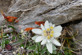 RespektAmBerg - Naturschutz im Alpenverein